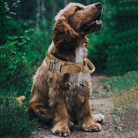 Simple Solid Color Outdoor Traction Pet Collar